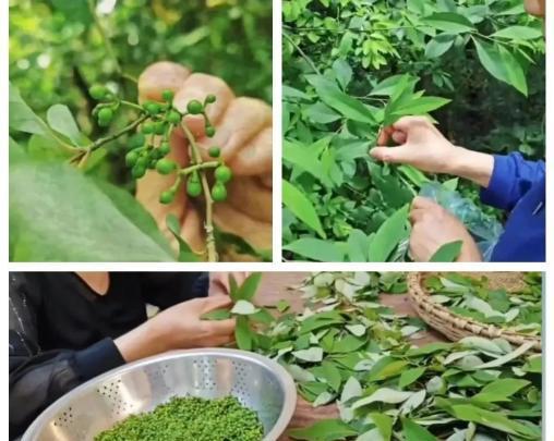採摘野生木姜子