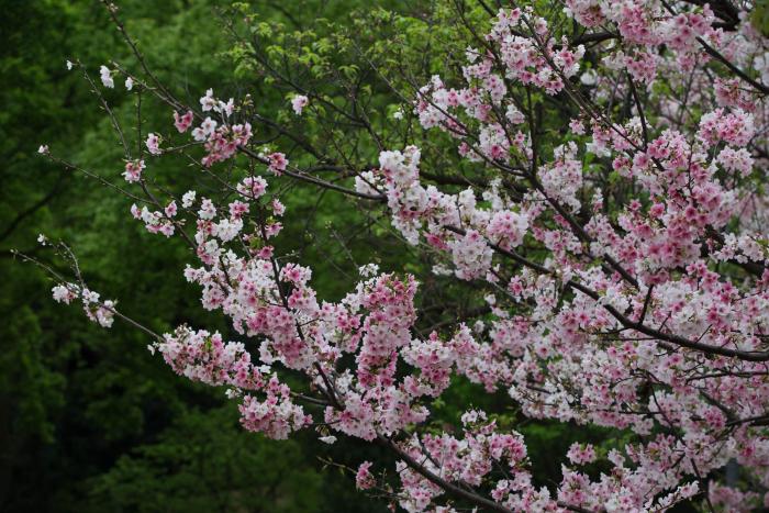 臺北陽明山公園盛開的櫻花